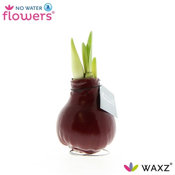 <h4>Hipp Waxbulb Colorz Bordeaux</h4>