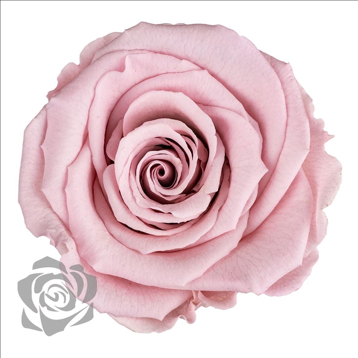 <h4>PRESERVED ROSA LL PIN 04</h4>