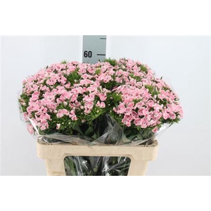 Di Barb Lindo Bre X80