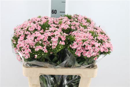 <h4>Di Barb Lindo Licht Roze</h4>