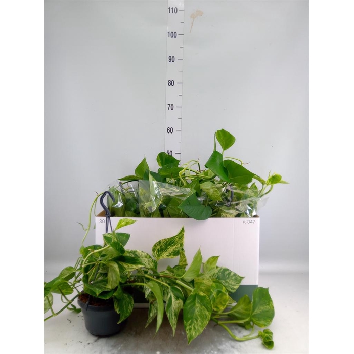 <h4>Epipremnum pinn. 'Marble Queen'  HG</h4>