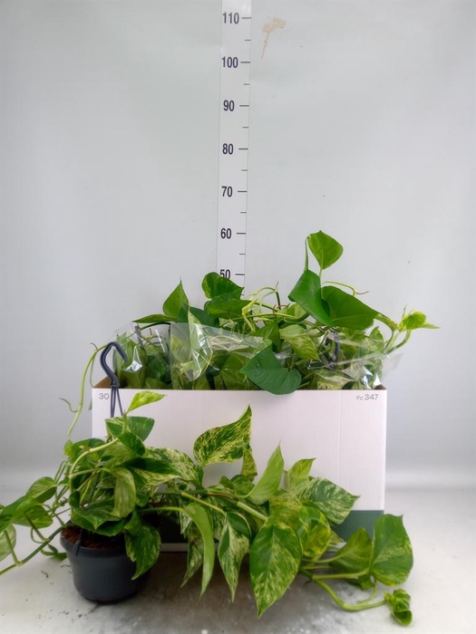 <h4>Epipremnum pinn. 'Marble Queen'  HG</h4>
