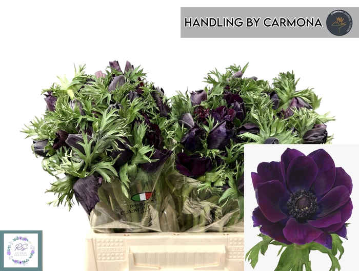 <h4>ANEM CO MIS + WINE</h4>