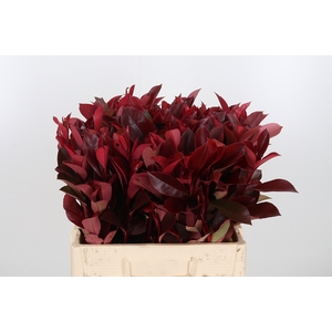 Photinia Red Robin