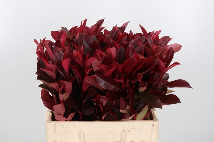 <h4>Photinia Red Robin</h4>
