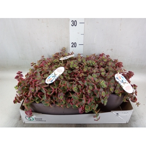 Crassula   ...