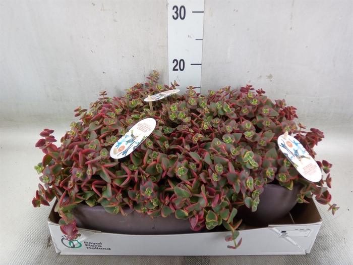 <h4>Crassula   ...</h4>