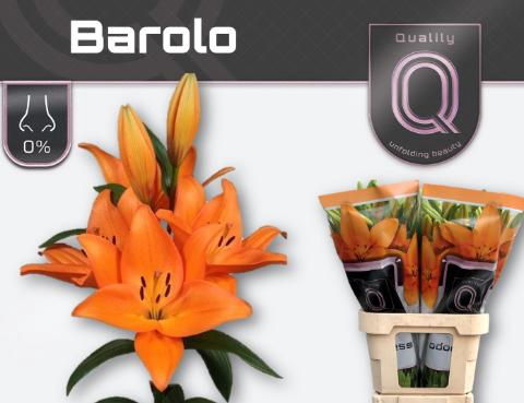 <h4>LI LA BAROLO 4+</h4>