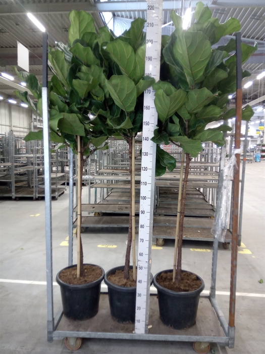 <h4>Ficus lyrata</h4>