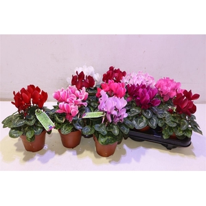 arr8 Cycl Md Sup Allure