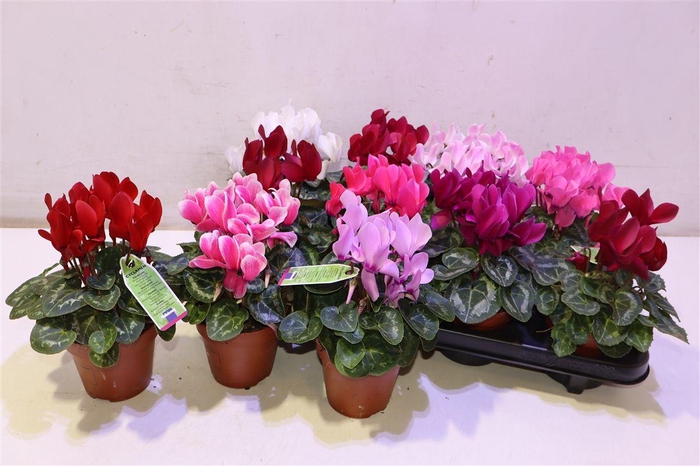 <h4>arr8 Cycl Md Sup Allure</h4>