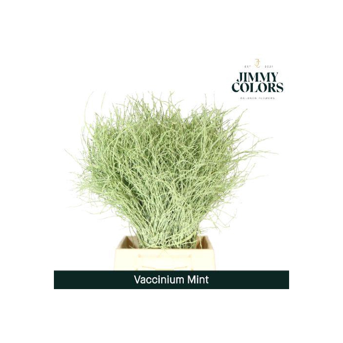 <h4>Vaccinium L50 Mint</h4>
