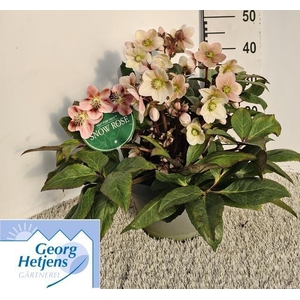 HELL ER HGC PINK FRO