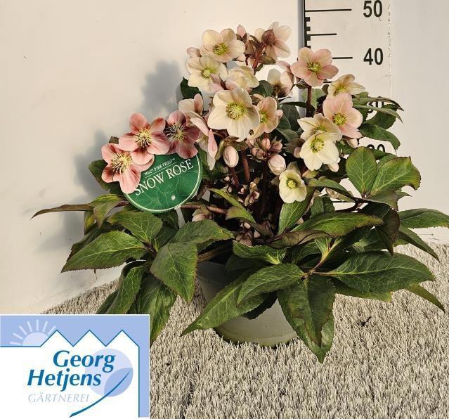 <h4>HELL ER HGC PINK FRO</h4>