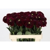 Dahlia Black Fox