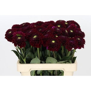Dahlia Black Fox