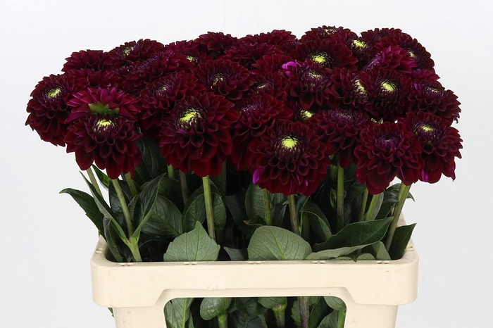 <h4>Dahlia Black Fox</h4>