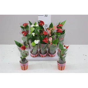 Anth An Gemengd Romee Keramiek