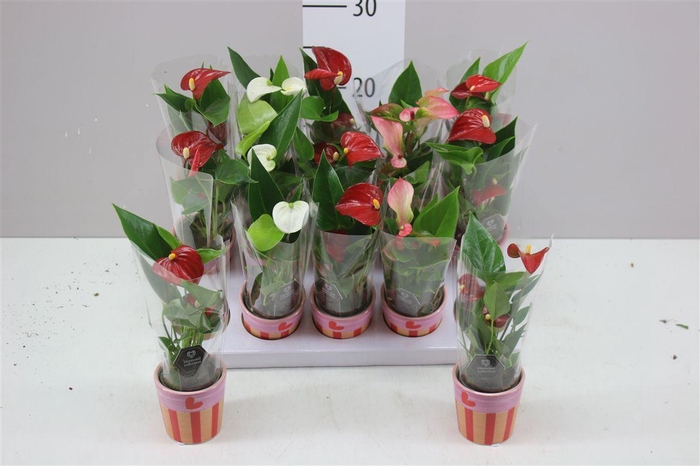 <h4>Anth An Gemengd Romee Keramiek</h4>