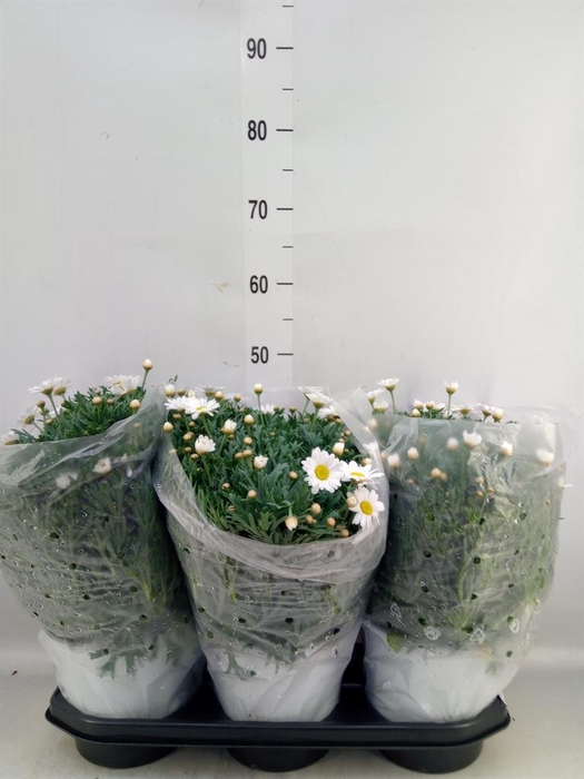 <h4>Argyranthemum   ...</h4>