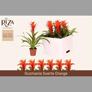 GUZM SUERTE ORANGE