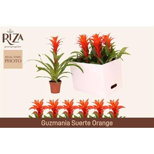 GUZM SUERTE ORANGE