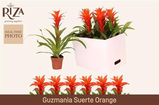 <h4>GUZM SUERTE ORANGE</h4>