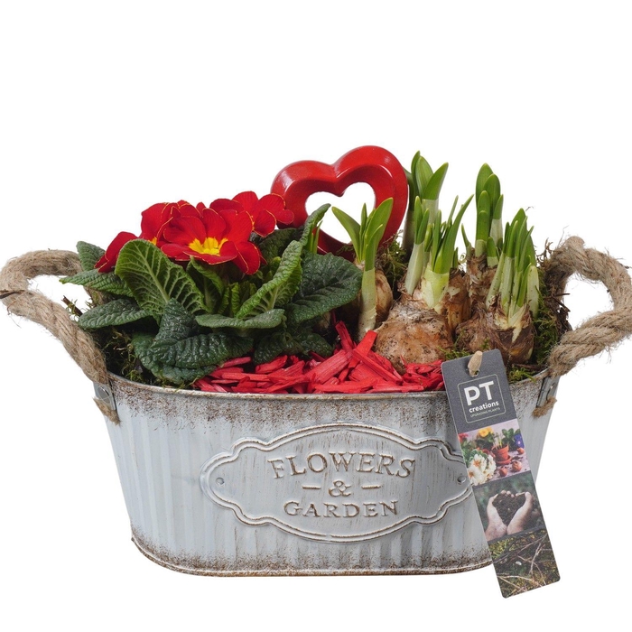 <h4>PTVO3605 Arrangement Valentine Outdoor in metalen schaal</h4>