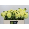 Dahlia Banana Baby