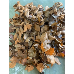 Beuk Klb Yellow Preserved GF