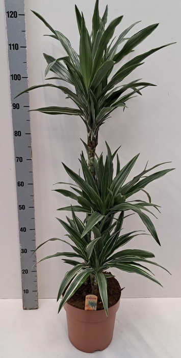 <h4>DRA DE WARNECKEI</h4>