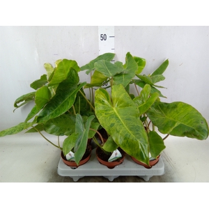 Philodendron   ...