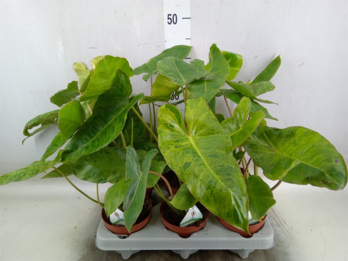 <h4>Philodendron   ...</h4>