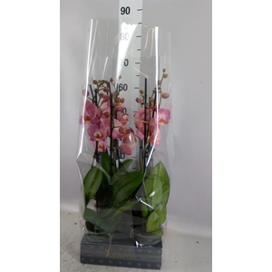 Phalaenopsis   ...
