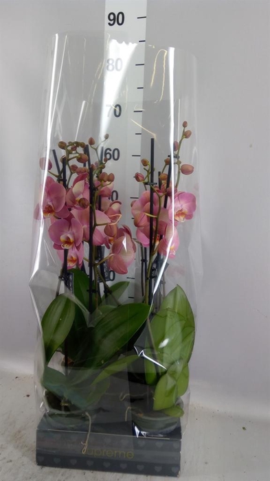 <h4>Phalaenopsis   ...</h4>