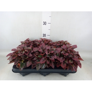 Peperomia caperata 'Cayenne'