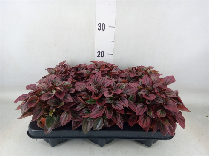 <h4>Peperomia caperata 'Cayenne'</h4>