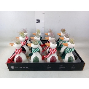 Arr.   Kamerplant Groen L%