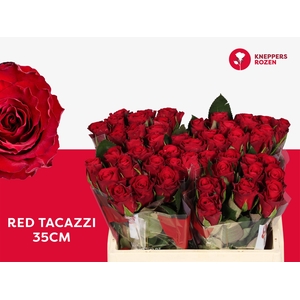 R GR RED TACAZZI+