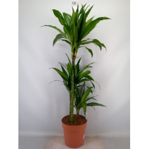 Dracaena frag. 'Janet Craig'