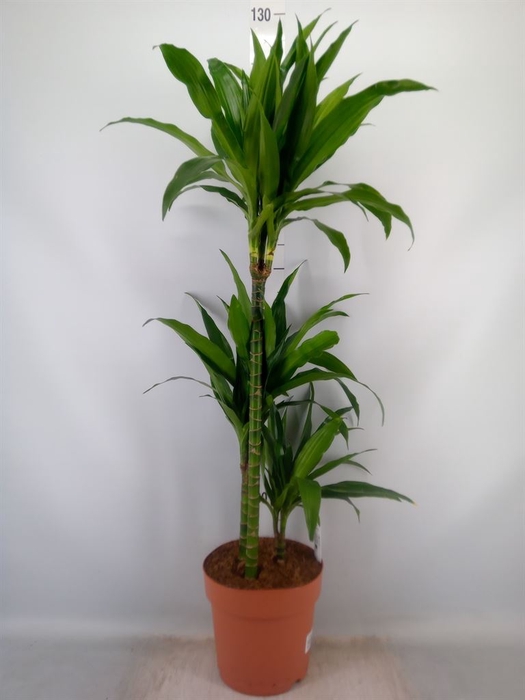 <h4>Dracaena frag. 'Janet Craig'</h4>