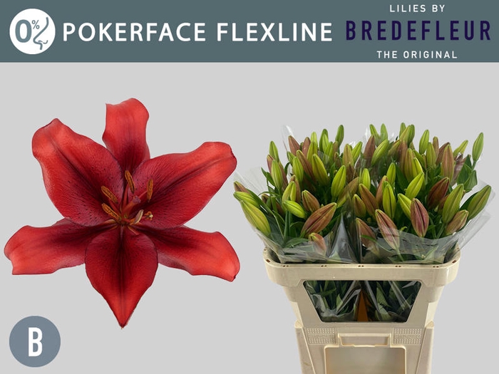 <h4>Li La Pokerface 2+ Flexline Bredefleur</h4>