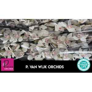 CYMB T MRS SUGAR LEE