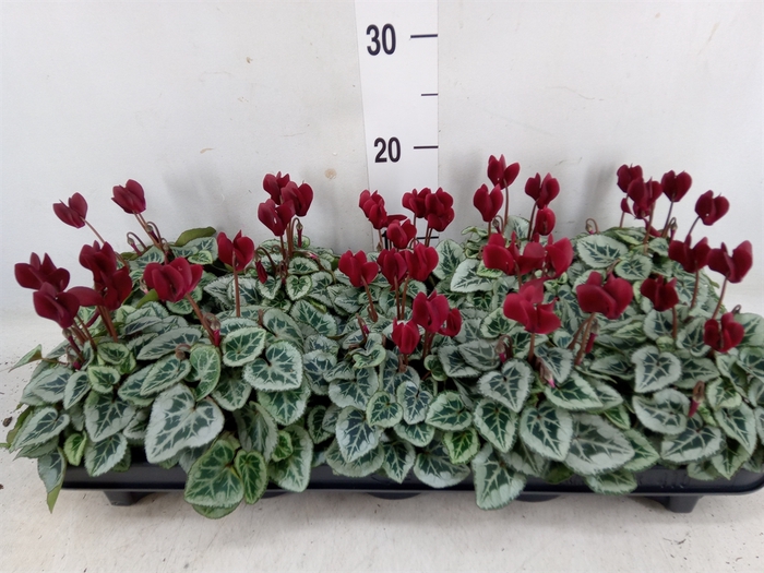 <h4>Cyclamen KL 'Tuxedo'</h4>