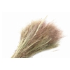 Agrostis Natural