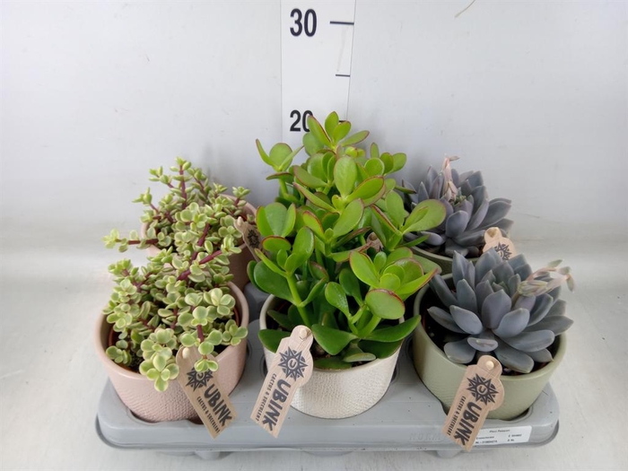 <h4>Succulents   ...</h4>