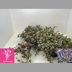 AJUGA R BURGUNDY GLO