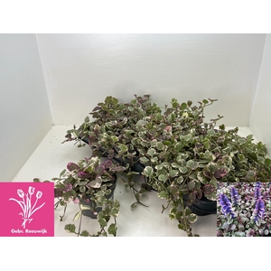 AJUGA R BURGUNDY GLO