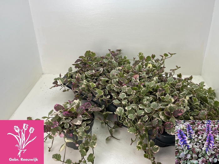 <h4>AJUGA R BURGUNDY GLO</h4>