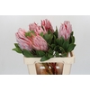Protea Cynaroides